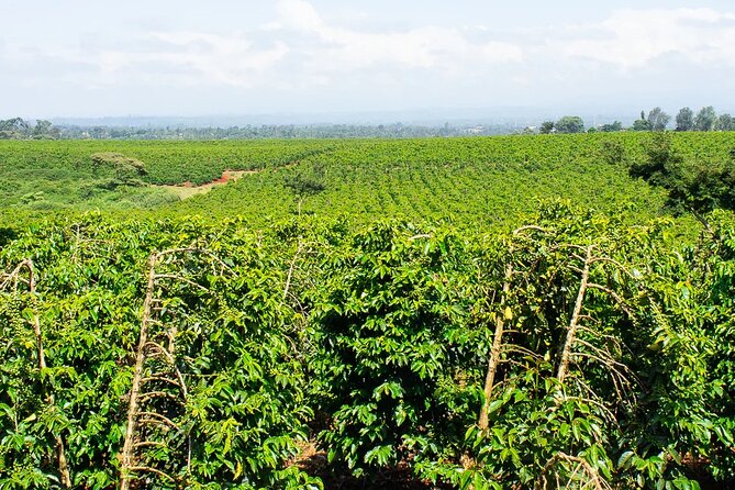 Private Tour to Fairview Coffee Farm in Nairobi with Pickup - The Fairview coffee tasting