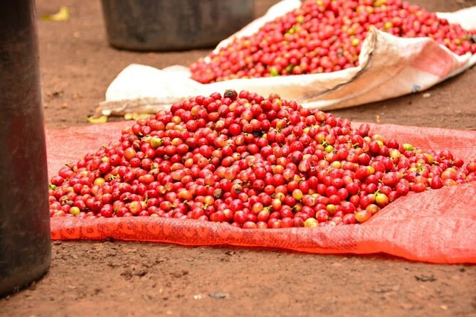 Private Tour to Fairview Coffee Farm in Nairobi with Pickup - Who will get the most from this outing