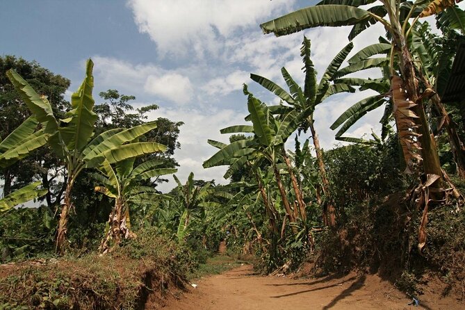 Private Tour to Marangu Waterfalls, Chagga Caves, Coffee tour & Hot Springs - A realistic schedule for your 7:00 am start