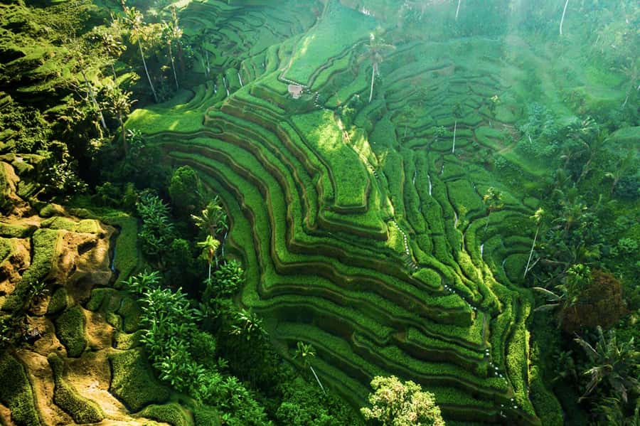Private Ubud Tour: Sacred Monkeys, Coffee, Temple, Waterfall - Coffee tasting before the main sights