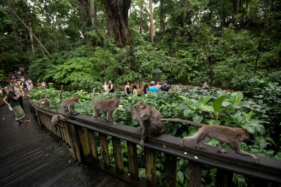 Private Ubud Tour: Sacred Monkeys, Coffee, Temple, Waterfall - Tegalalang’s terraces and working farmland