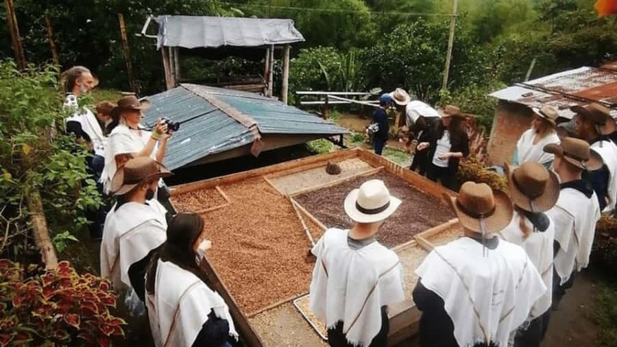Salento and Cócora Tour + Coffee Farm from Pereira/Armenia - Cocora Valley and its famous wax palms