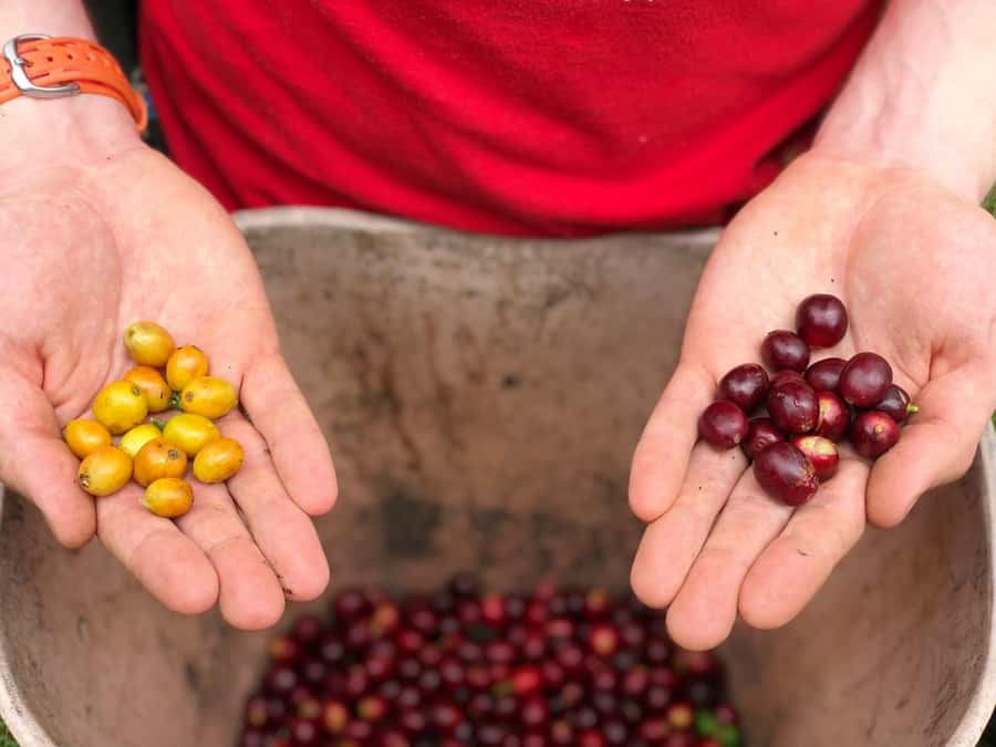 Salento: Coffee Farm Tour with Tasting - Picking cherries and planting seedlings