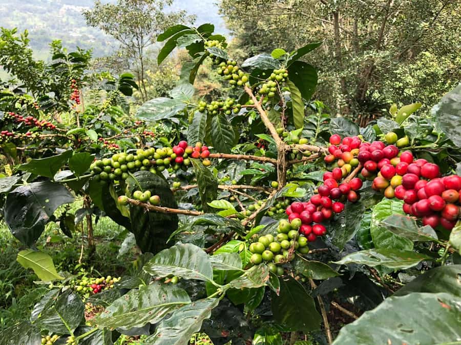 Salento: Coffee Farm Tour with Tasting - What the five-hour schedule really means