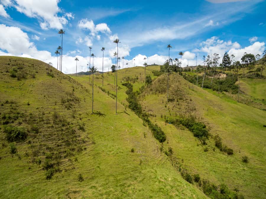 Salento: Private Cocora Valley, Salento & Coffee Farm Tour - Guides and the benefit of a private group