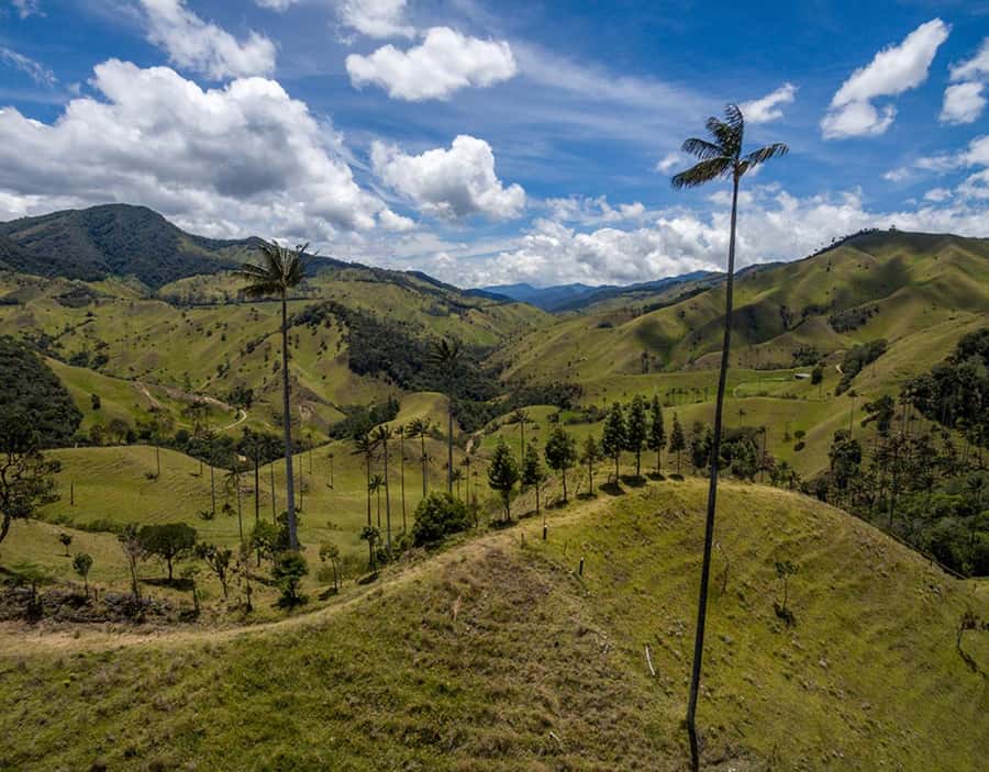 Salento: Private Cocora Valley, Salento & Coffee Farm Tour - Lunch, transport, and the true cost