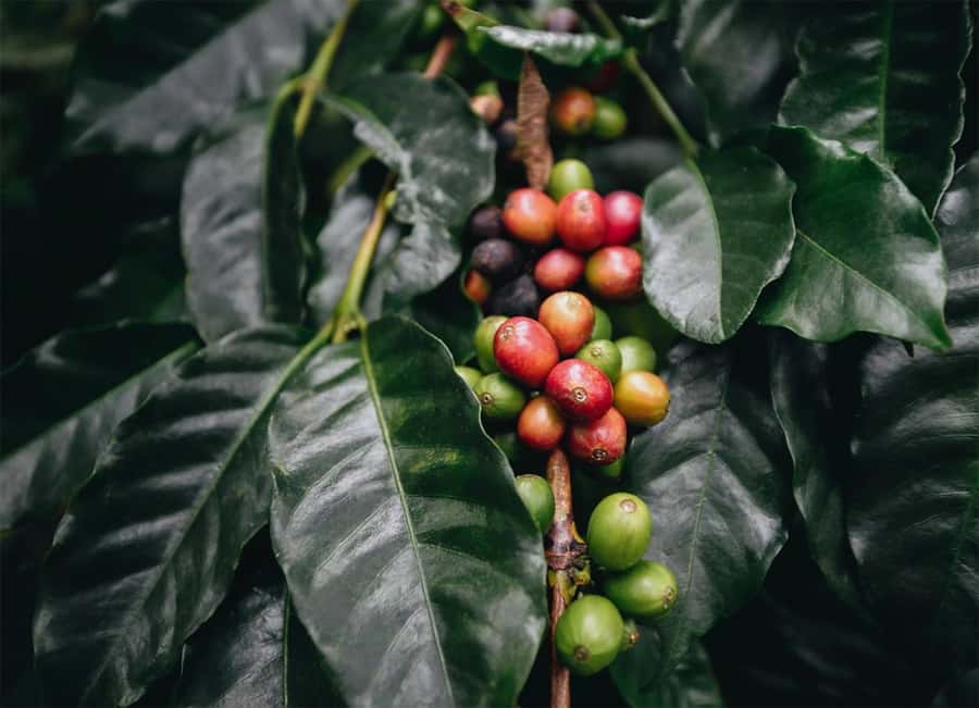 Santa Marta: Minca Coffee, Cocoa, & Waterfall Full-Day Trip - Why Minca makes a good escape from Santa Marta