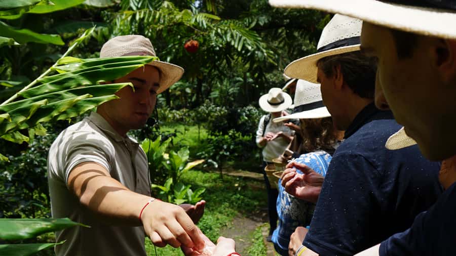 Santa Marta: Minca Coffee, Cocoa, & Waterfall Full-Day Trip - Walking into the Minca jungle