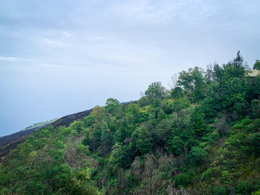 Sao Filipe: Coffee Plantation and Natural Pools Day Trip - Key points to know