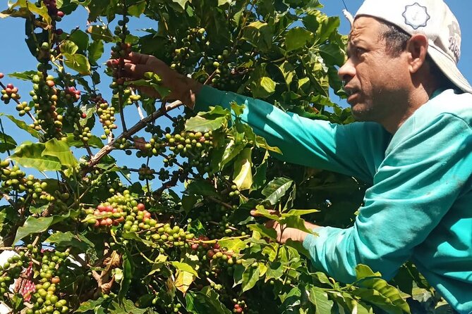 Sarangkot Village Coffee Culture and Authentic Local Life Tour - Pandeli Park at 1,200 meters