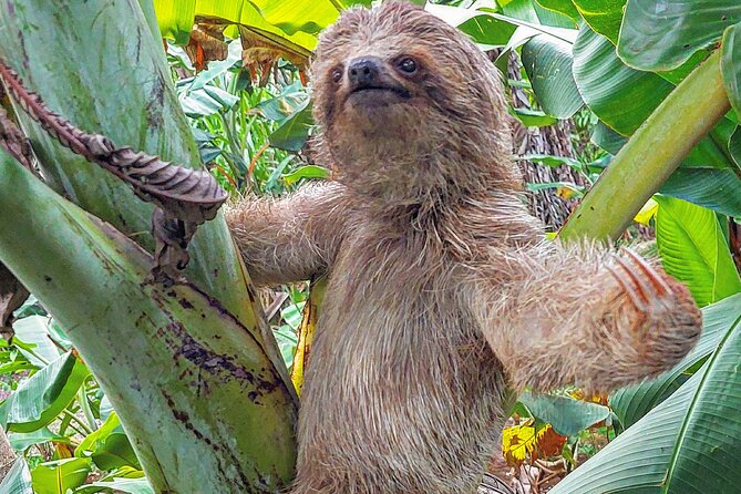 Sloths in the Rain Forest and Safari by the River - Quick takeaways