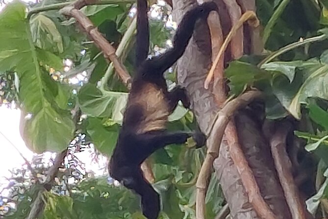 Sloths in the Rain Forest and Safari by the River - Leaving Liberia for the Rio Corobici