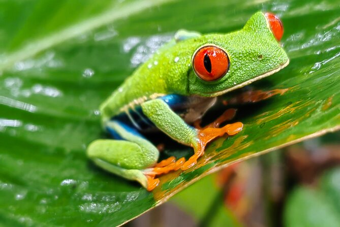 Sloths in the Rain Forest and Safari by the River - Walking the Bijagua rain forest reserve
