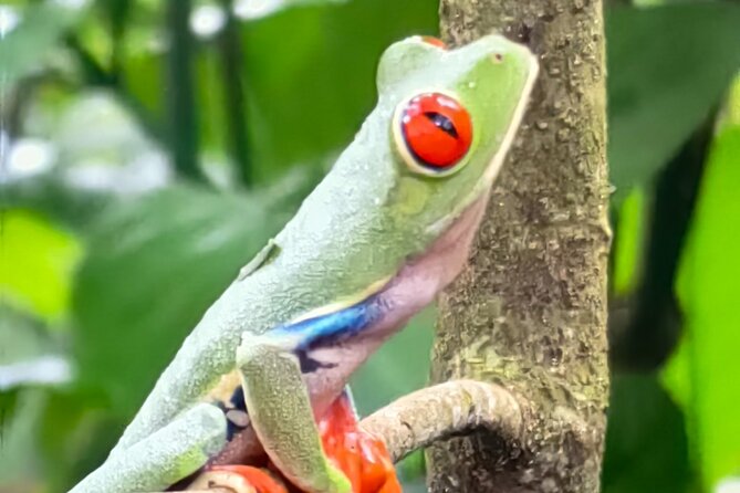 Sloths in the Rain Forest and Safari by the River - What the guides add to the day