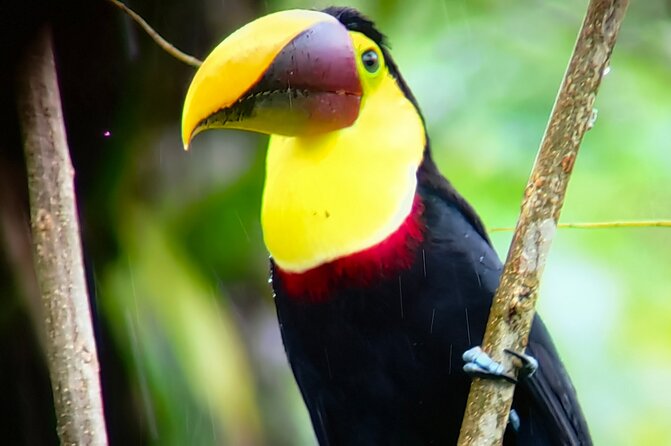 Sloths in the Rain Forest and Safari by the River - What the $165 price really covers