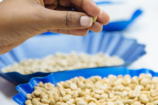 Specialty Coffee Masterclass - Comparing four or five coffees from Rwanda