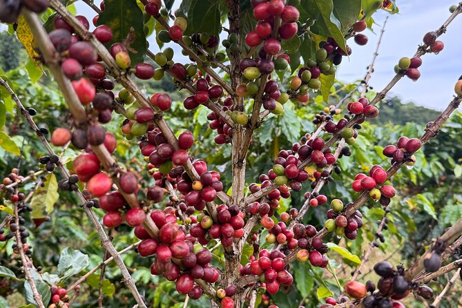 Sueños de Cafe - A Coffee Lovers Dream - Lunch at Naturola La Barra completes the local focus