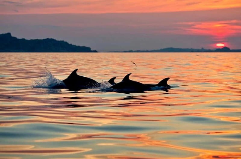 Sunrise Kayak Tour / Snorkeling and Italian Coffee Included - Meeting at Cala Suaraccia beach