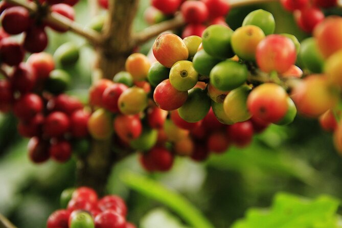 Super Combo Tour: Waterfalls Gardens + Coffee Tour + Poás Volcano - Who should book this Costa Rica combination?