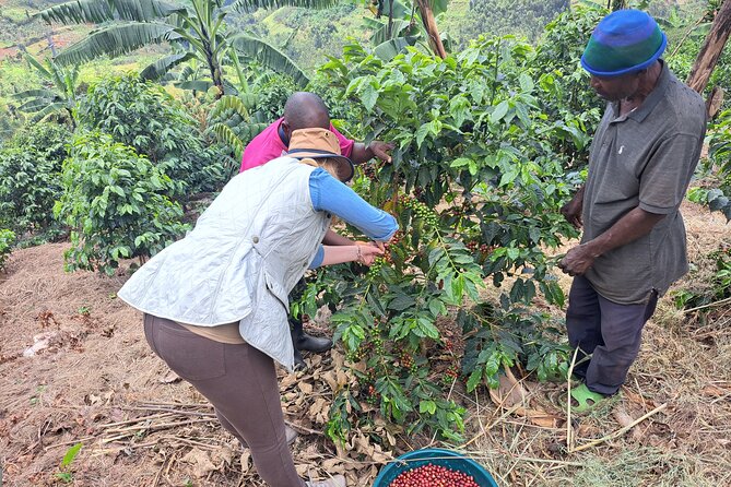Tea and coffee tours - An 8:00 am start from Rubavu