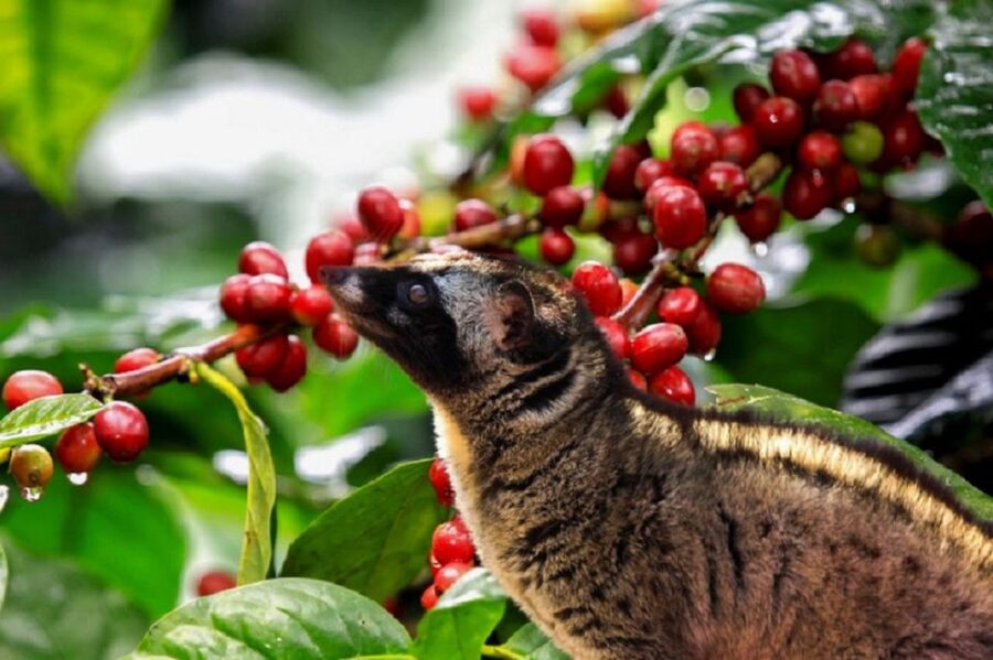 Tea & Coffee Tour - What the $128 group price covers