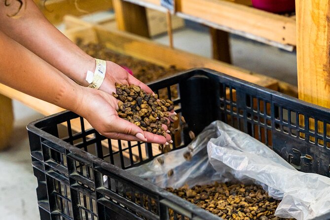 The Coffee Experience - Watching a small batch roast