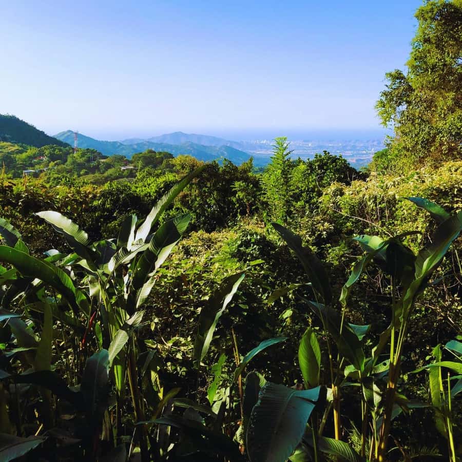 Trekking History and Indigenous Heritage in Minca + Cacao & Coffee + Waterfall - How the $41 price holds up