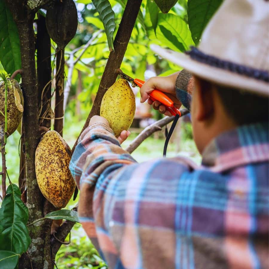 Trekking History and Indigenous Heritage in Minca + Cacao & Coffee + Waterfall - Who should book this experience