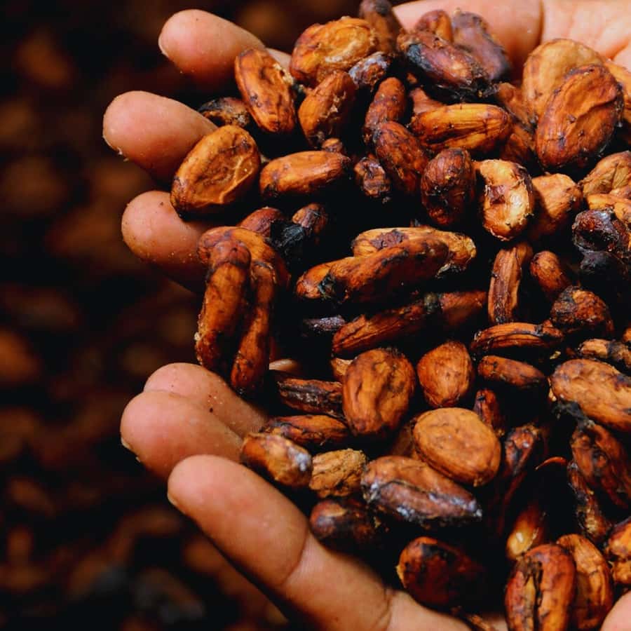 Trekking History and Indigenous Heritage in Minca + Cacao & Coffee + Waterfall - Booking details worth checking