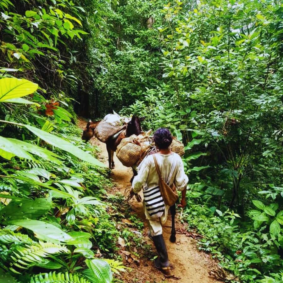 Trekking History and Indigenous Heritage in Minca + Cacao & Coffee + Waterfall - Walking trails with Tayrona connections