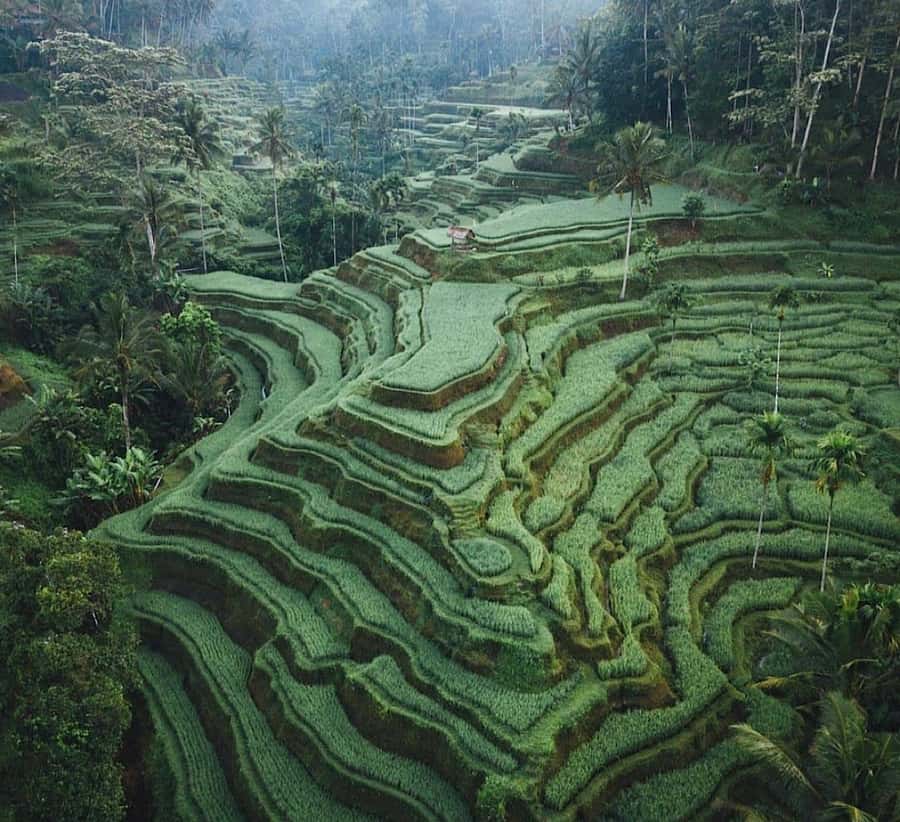 Ubud: Waterfall, Holy Water Temple,Swing&coffee plantation - Tirta Empul and the meaning of holy water
