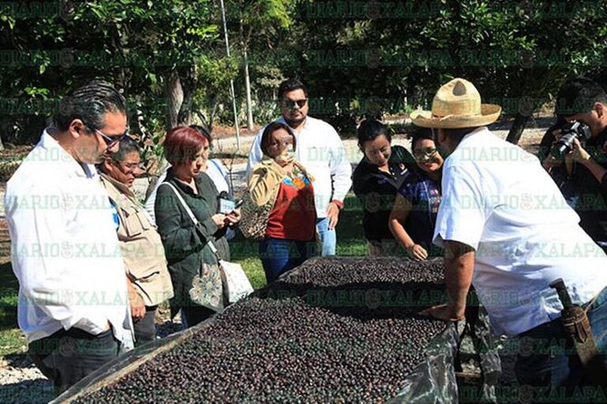 Visit to Coffee Farm with Tasting in Coatepec - Group size, comfort, and access