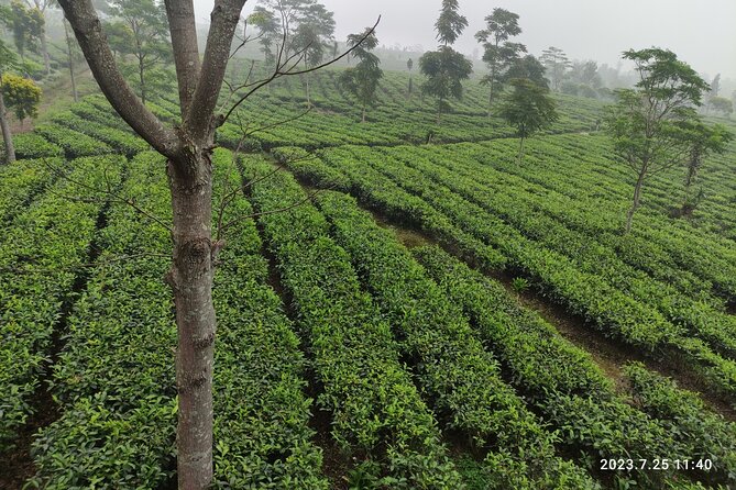Volcano, Hot Spring, Tea Factory, rice fields and Coffee Tour - A short taste of West Java fruit