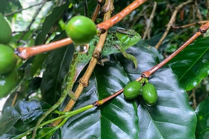 Waterfall, coffee tour & hot springs - lunch and drinks included - What you get for $99