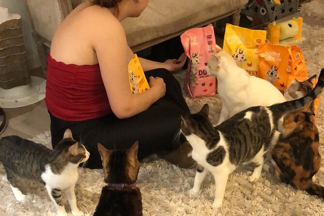 Whiskers & Coffee: Relax and Play with Adorable Cats - Key points at a glance