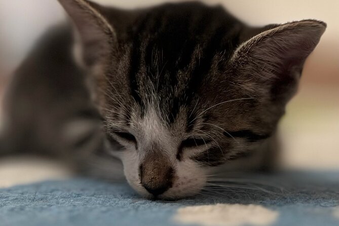 Whiskers & Coffee: Relax and Play with Adorable Cats - The room is made for slowing down