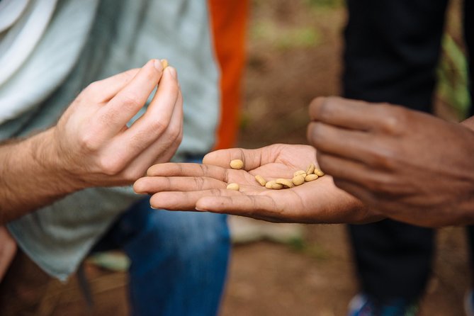 Women-led Coffee Farm Trek - Starting at Question Coffee Gishushu at 8:00 am