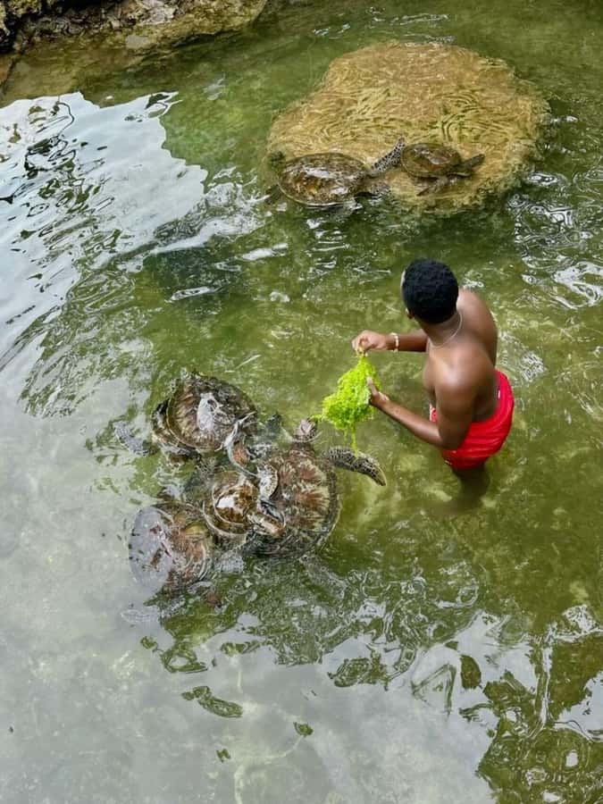 ZANZIBAR: Sea Turtle Swimming & Feeding Experience in NUNGWI - Key points to know before you go