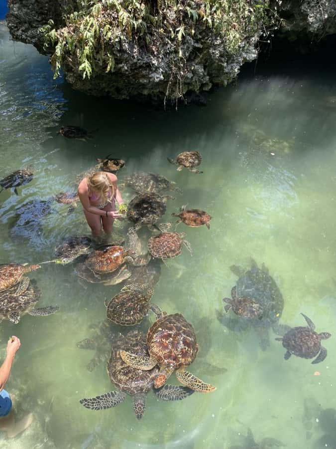 ZANZIBAR: Sea Turtle Swimming & Feeding Experience in NUNGWI - Meeting Zanzibar’s sea turtles in Nungwi