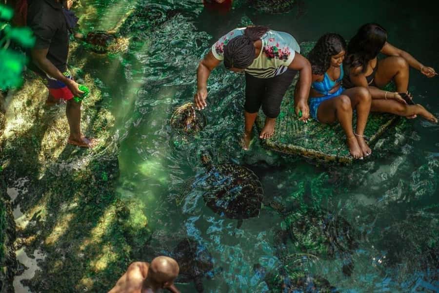 ZANZIBAR: Sea Turtle Swimming & Feeding Experience in NUNGWI - Baraka Aquarium or the Natural Lagoon?